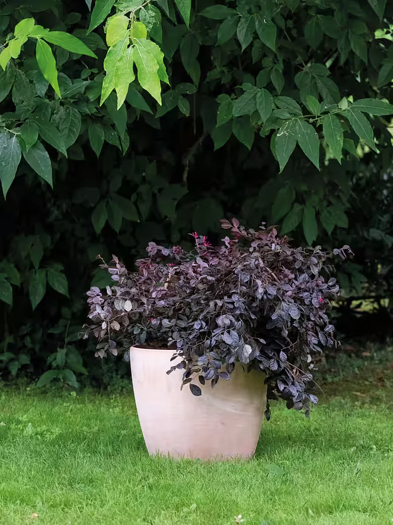 DEROMA Übertopf Egg Pot White Garden Terrakotta Pflanztopf